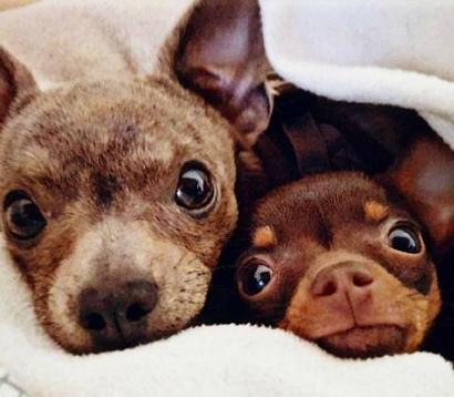 Fips & Leo: unser vierbeiniges Spezial-Einsatzteam